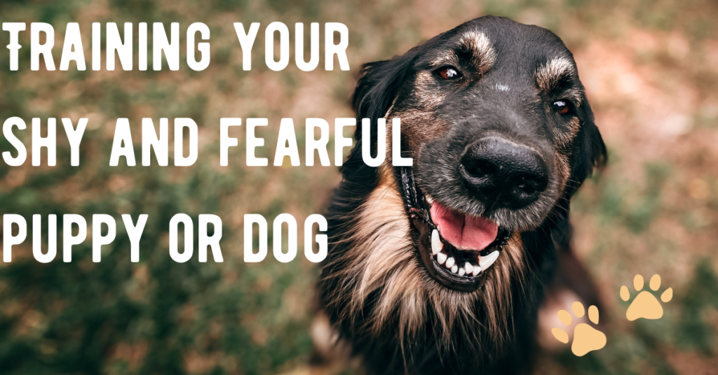 Training Your Shy And Fearful Puppy Or Dog - Dogoinfo